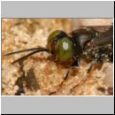 Tachysphex obscuripennis - Grabwespe m07 8mm Sandgrube Niedringhaussee.jpg